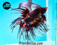Load image into Gallery viewer, Candy Koi Crowntail Male