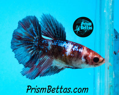 Marble Halfmoon Female Buy 4 Get 1 Free