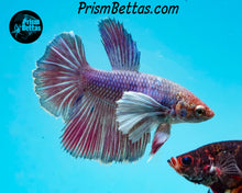 Load image into Gallery viewer, Purple Dumbo Halfmoon Female