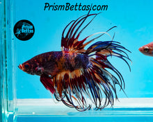 Load image into Gallery viewer, Candy Koi Crowntail Male