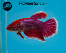 Load image into Gallery viewer, Salamander Halfmoon Female