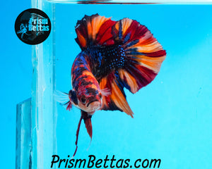 Rainbow Marble Spadetail Halfmoon Plakat Male