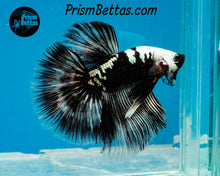 Load image into Gallery viewer, Black Samurai Marble Dragon Halfmoon Male