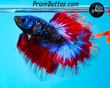 Load image into Gallery viewer, "Captain America" Galaxy Marble Halfmoon Male