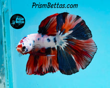 Load image into Gallery viewer, Rainbow Marble Halfmoon Male