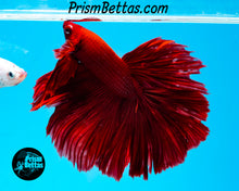 Load image into Gallery viewer, Red Halfmoon Male