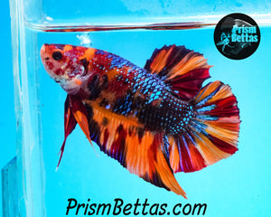 Rainbow Marble Spadetail Halfmoon Plakat Male