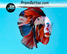 Load image into Gallery viewer, Rainbow Marble Halfmoon Male