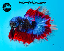 Load image into Gallery viewer, "Captain America" Galaxy Marble Halfmoon Male