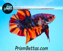 Load image into Gallery viewer, Rainbow Marble Spadetail Halfmoon Plakat Male