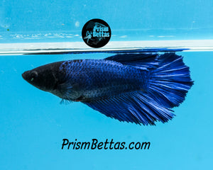 Blue Halfmoon Female