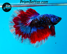 Load image into Gallery viewer, "Captain America" Galaxy Marble Halfmoon Male