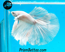Load image into Gallery viewer, White Dumbo Halfmoon Male