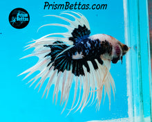 Load image into Gallery viewer, Marble Crowntail Male