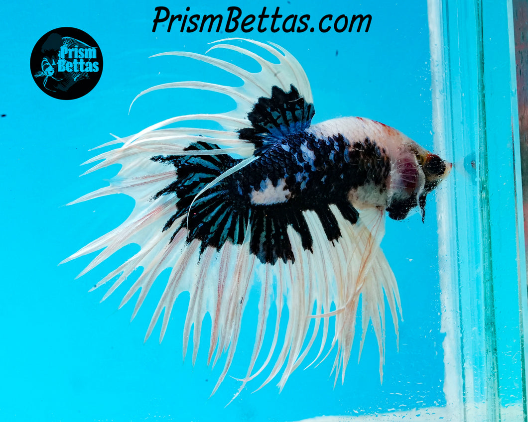 Marble Crowntail Male
