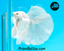 Load image into Gallery viewer, White Dumbo Halfmoon Male