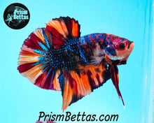 Load image into Gallery viewer, Rainbow Marble Spadetail Halfmoon Plakat Male