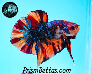 Rainbow Marble Spadetail Halfmoon Plakat Male