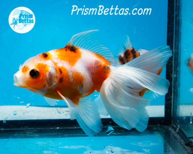 Longfinned Calico Oranda (3.5 inches) Imported in Thailand