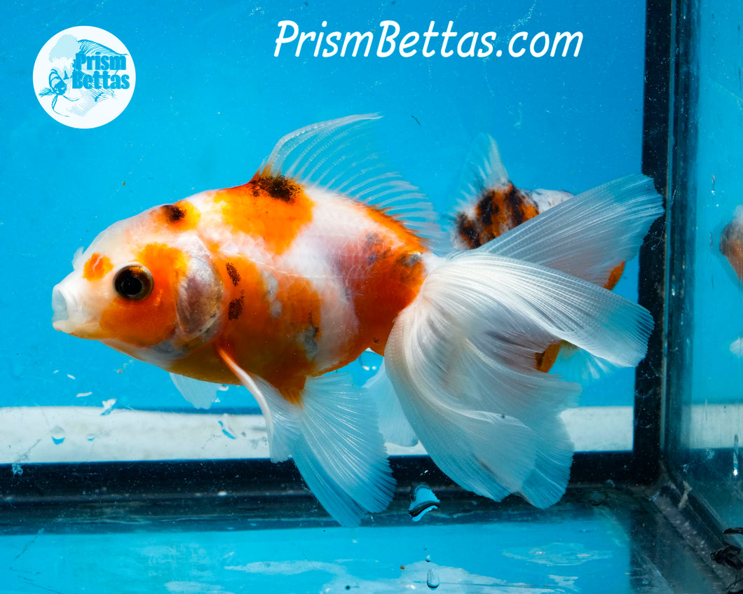 Longfinned Calico Oranda (3.5 inches) Imported in Thailand