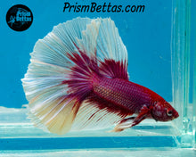 Load image into Gallery viewer, Salamander Butterfly Halfmoon Male