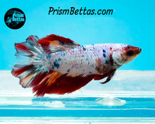 Load image into Gallery viewer, Rainbow Marble Halfmoon Female