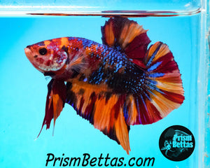 Rainbow Marble Spadetail Halfmoon Plakat Male