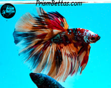 Load image into Gallery viewer, Candy Koi Halfmoon Male