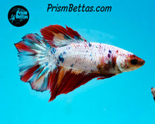 Load image into Gallery viewer, Rainbow Marble Halfmoon Female