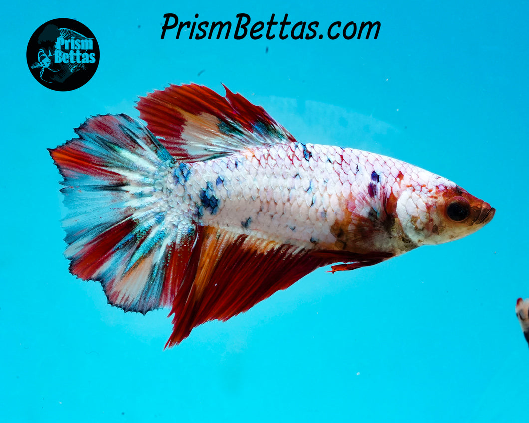 Rainbow Marble Halfmoon Female