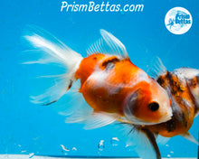 Load image into Gallery viewer, Longfinned Calico Oranda (3.5 inches) Imported in Thailand