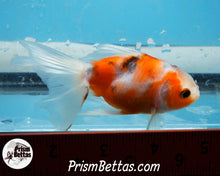 Load image into Gallery viewer, Longfinned Calico Oranda (3.5 inches) Imported in Thailand