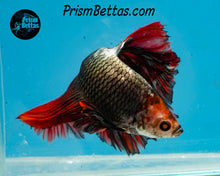 Load image into Gallery viewer, Copper Marble Halfmoon Male