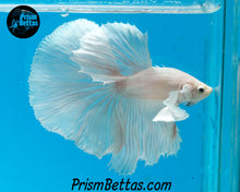 Load image into Gallery viewer, White Dumbo Halfmoon Male