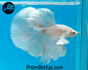 White Dumbo Halfmoon Male