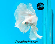 Load image into Gallery viewer, White Dumbo Halfmoon Male