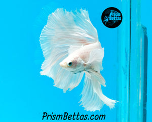 White Dumbo Halfmoon Male