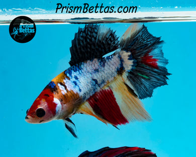 Rainbow Marble Halfmoon Female