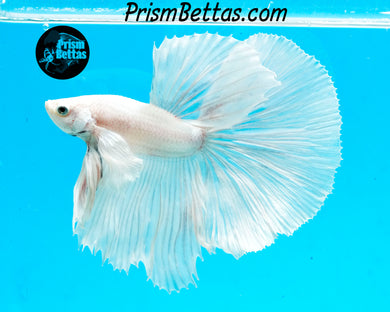White Dumbo Halfmoon Male