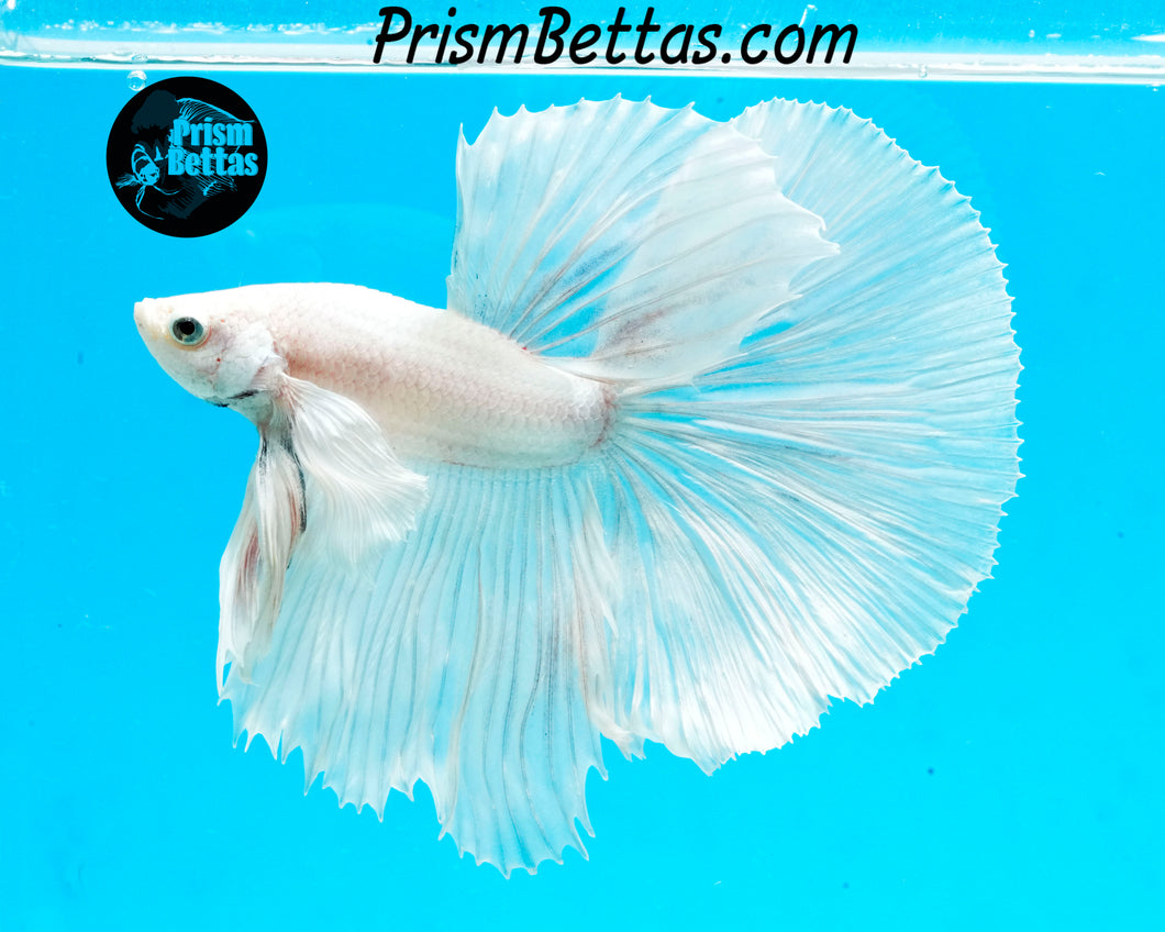 White Dumbo Halfmoon Male