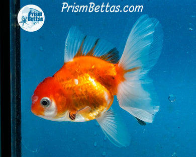 Shogun Oranda Male (3.25 inches) Imported in Thailand
