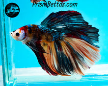 Load image into Gallery viewer, Candy Koi Halfmoon Male