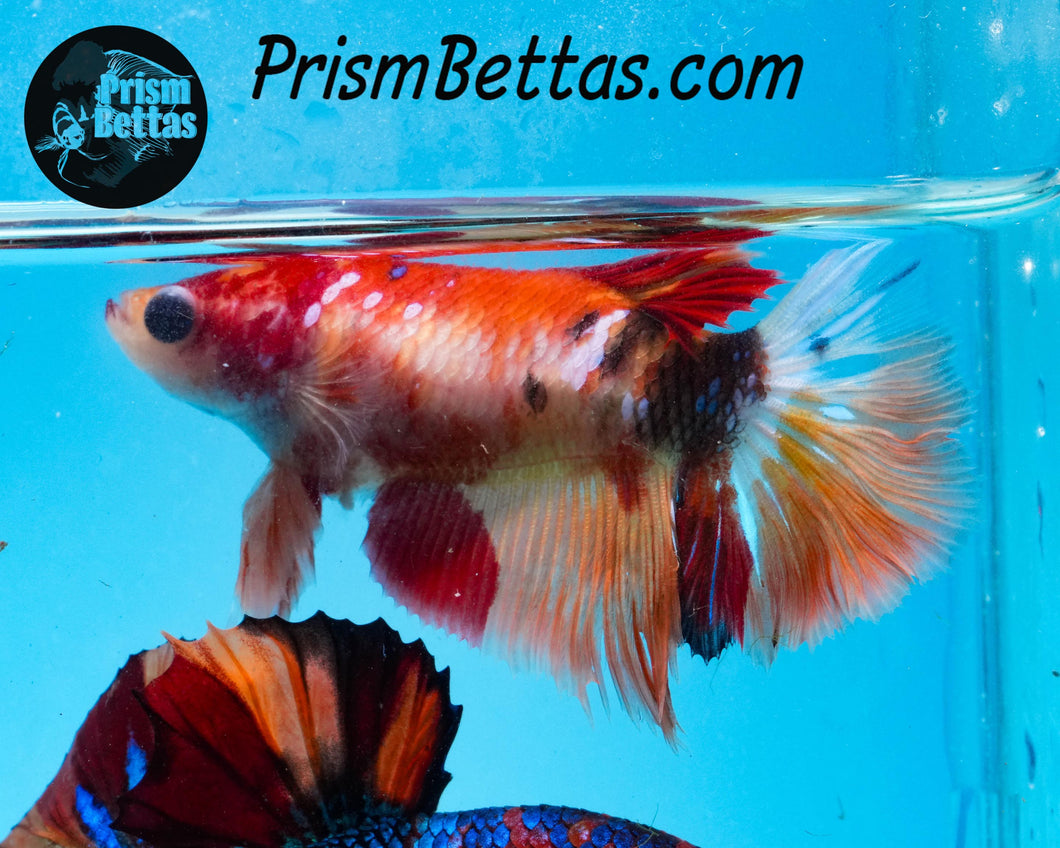 Candy Koi Halfmoon Female Buy 4 Get 1 Free