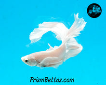 Load image into Gallery viewer, White Dumbo Halfmoon Male