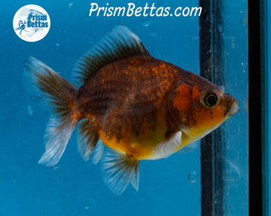 Chocolate Kirin Godzilla Shogun Oranda (3.25 inches) Imported in Thailand