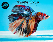 Load image into Gallery viewer, Candy Koi Halfmoon Male