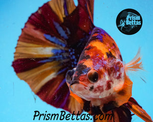 Rainbow Marble Spadetail Halfmoon Plakat Male