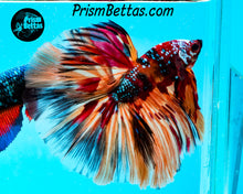 Load image into Gallery viewer, Candy Koi Halfmoon Male