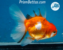Load image into Gallery viewer, Shogun Oranda Male (3.25 inches) Imported in Thailand
