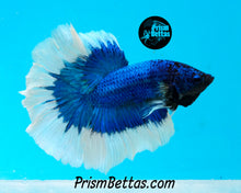 Load image into Gallery viewer, Blue Butterfly Halfmoon Male